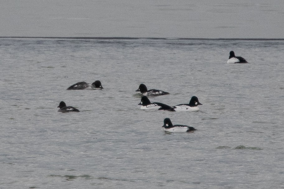 Common x Barrow's Goldeneye (hybrid) - Derek Rogers