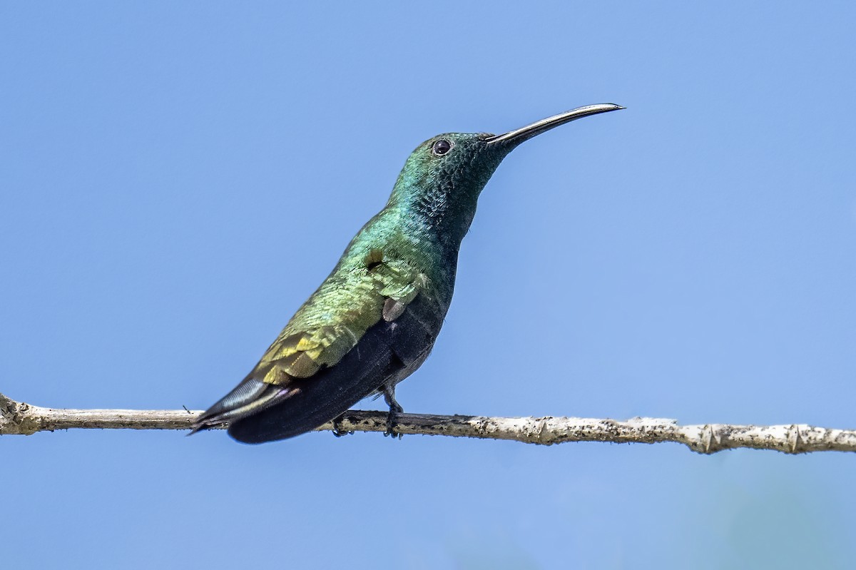 kolibřík zelenohrdlý - ML614749365