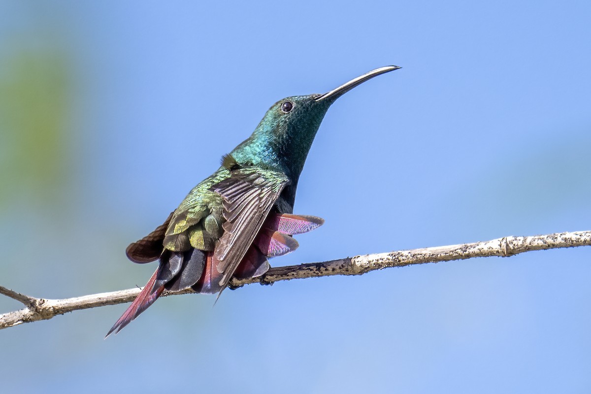 kolibřík zelenohrdlý - ML614749366