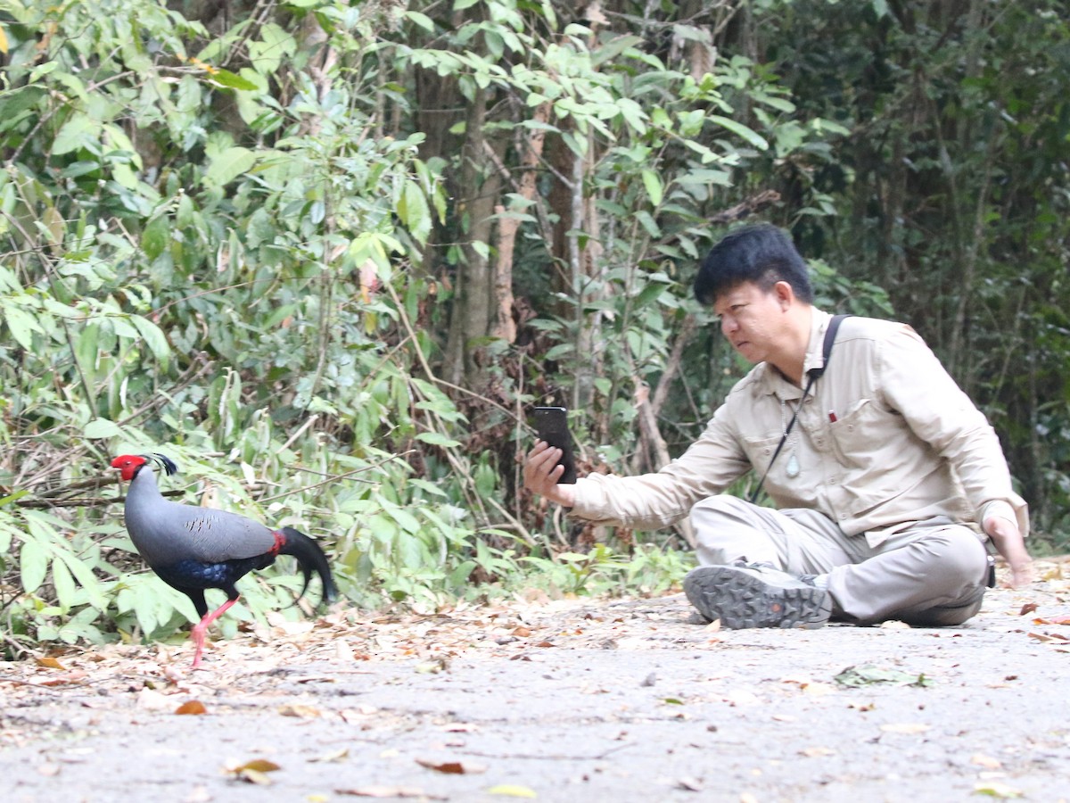 Siamese Fireback - ML614749422