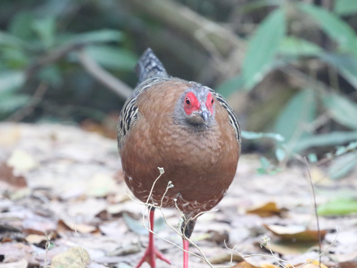 Siamese Fireback - ML614749424