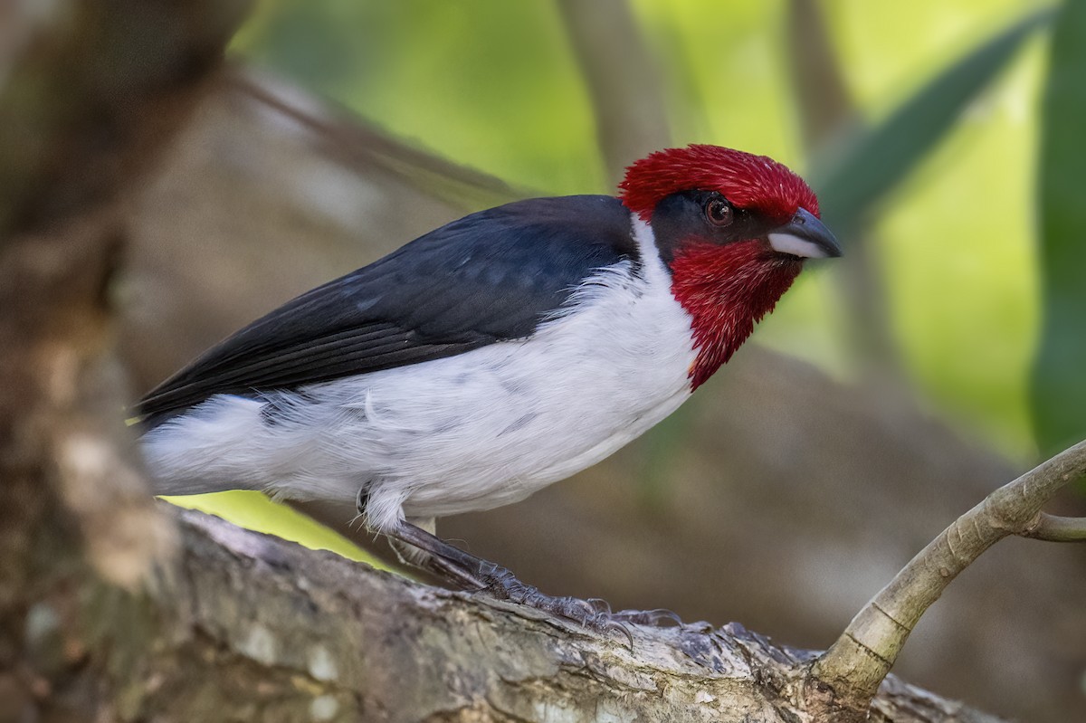 Masked Cardinal - ML614749434