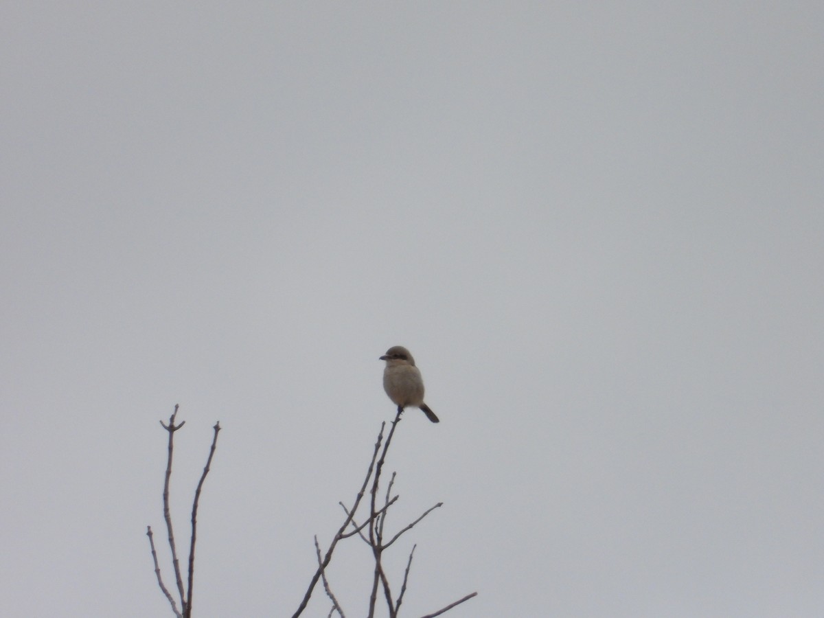 Northern Shrike - ML614749441