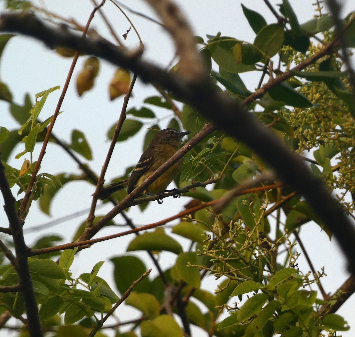 Pale-tipped Tyrannulet - Carolina  Tosta Mayoral