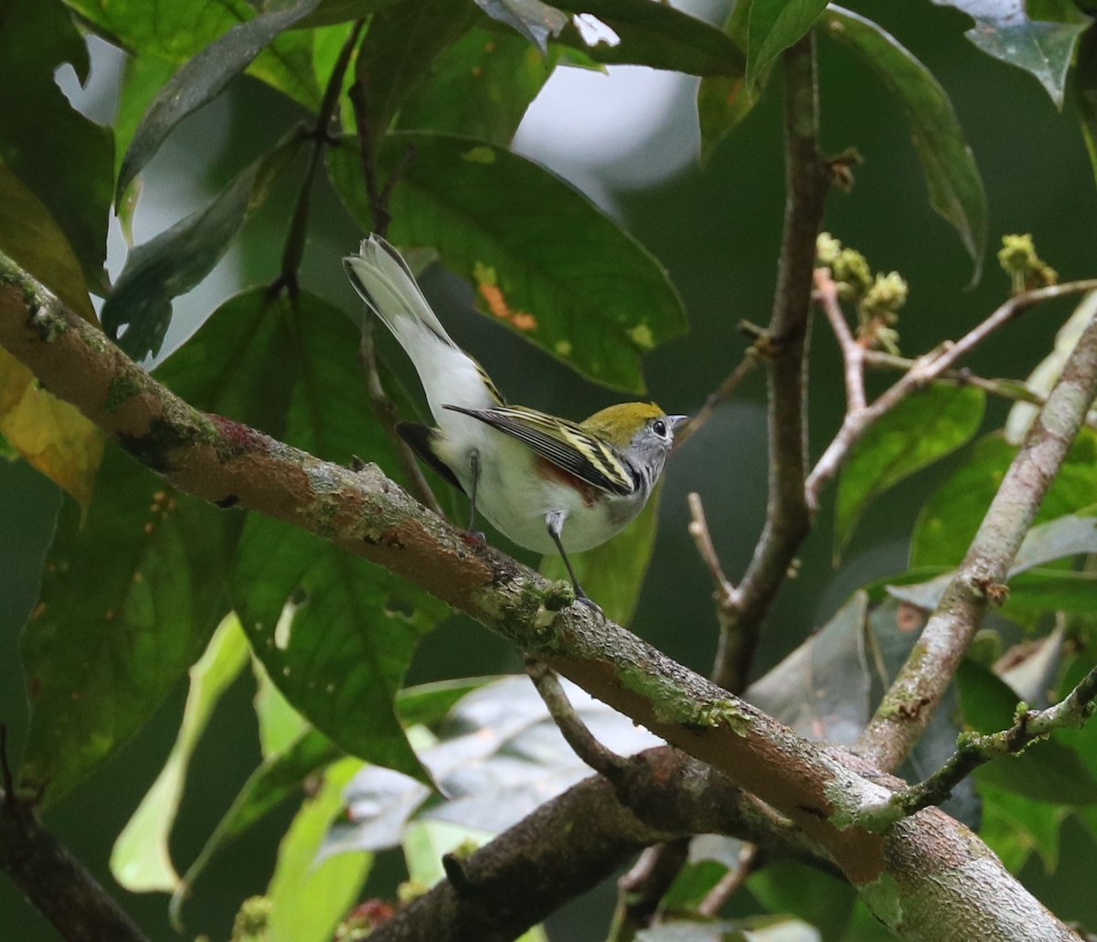 Chestnut-sided Warbler - ML614749454