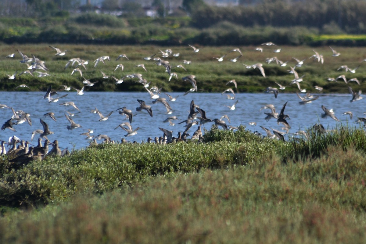 Red Knot - Paulo  Roncon