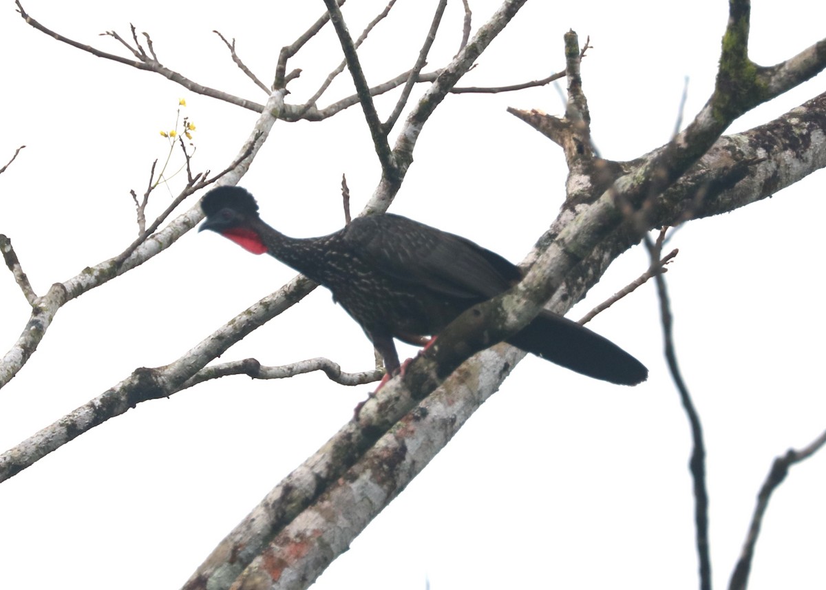 Crested Guan - ML614749491