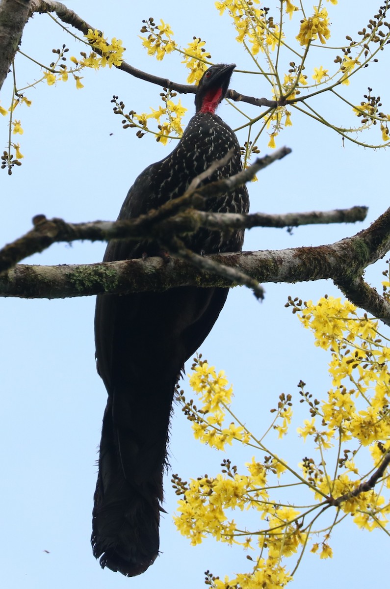 Crested Guan - ML614749492