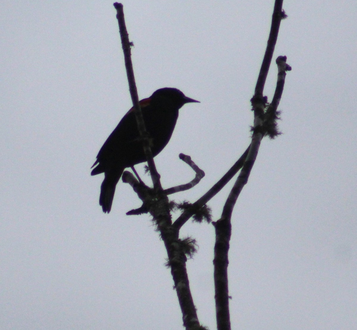 Red-winged Blackbird - Judith Davis
