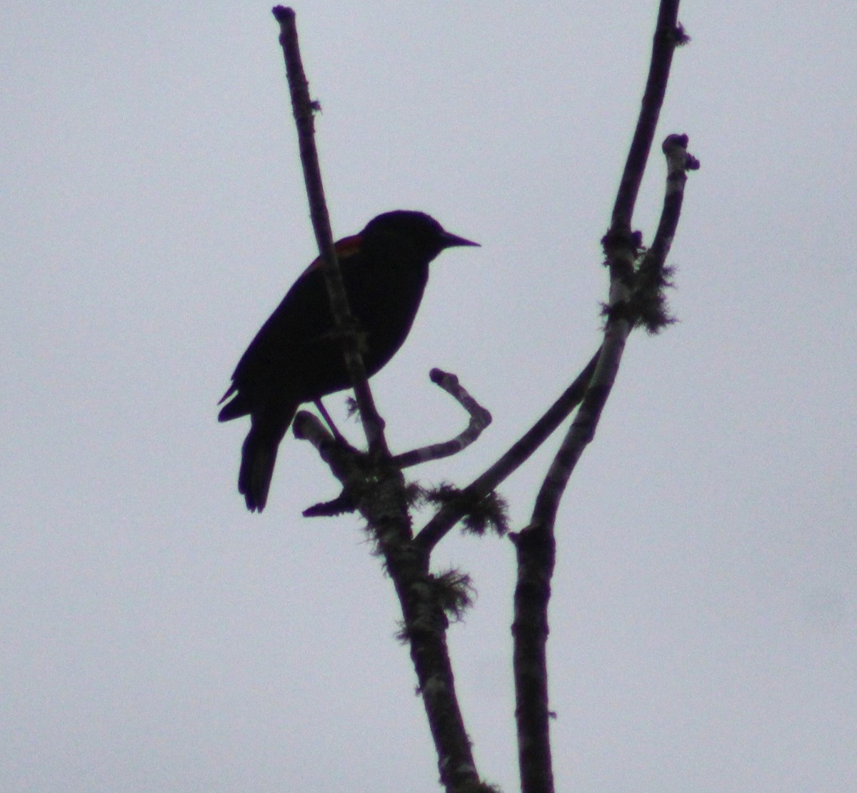 Red-winged Blackbird - ML614749498