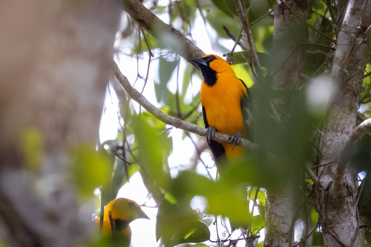 Altamira Oriole - ML614749668