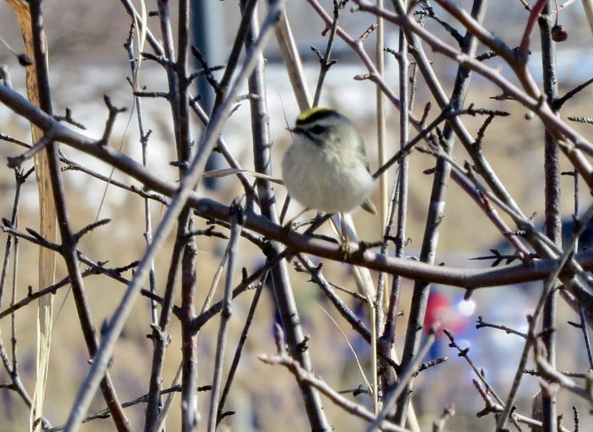 Golden-crowned Kinglet - ML614749673