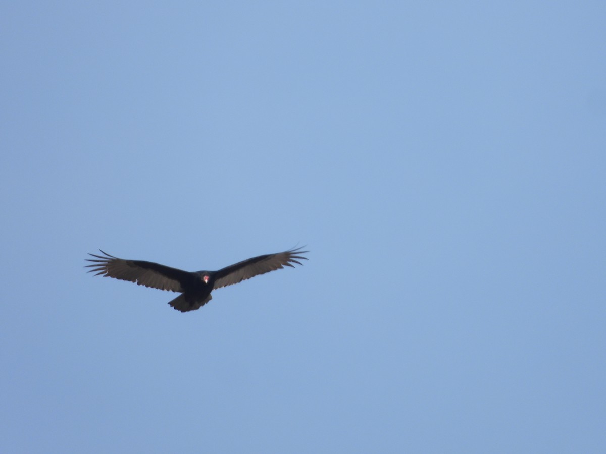 Turkey Vulture - ML614749710