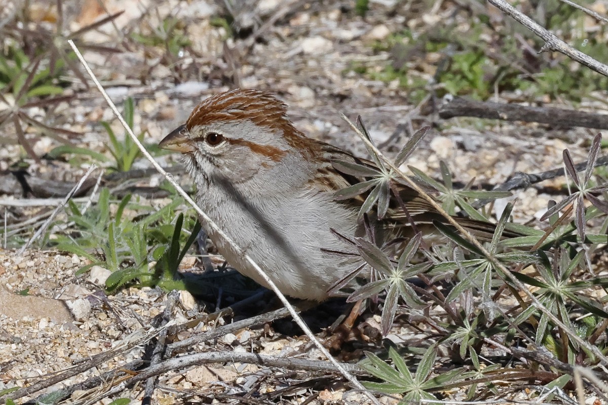 Rufous-winged Sparrow - ML614749721