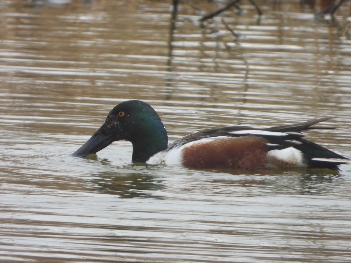 Northern Shoveler - ML614749733