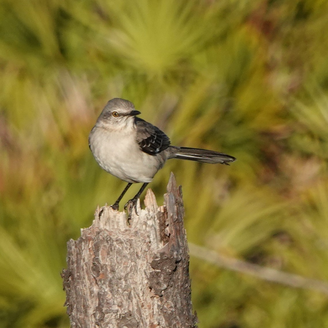 Northern Mockingbird - ML614749806