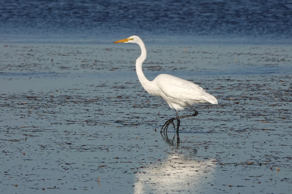 Great Egret - ML614749824