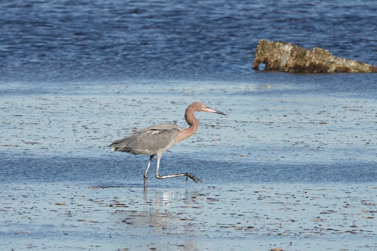 Reddish Egret - ML614749836