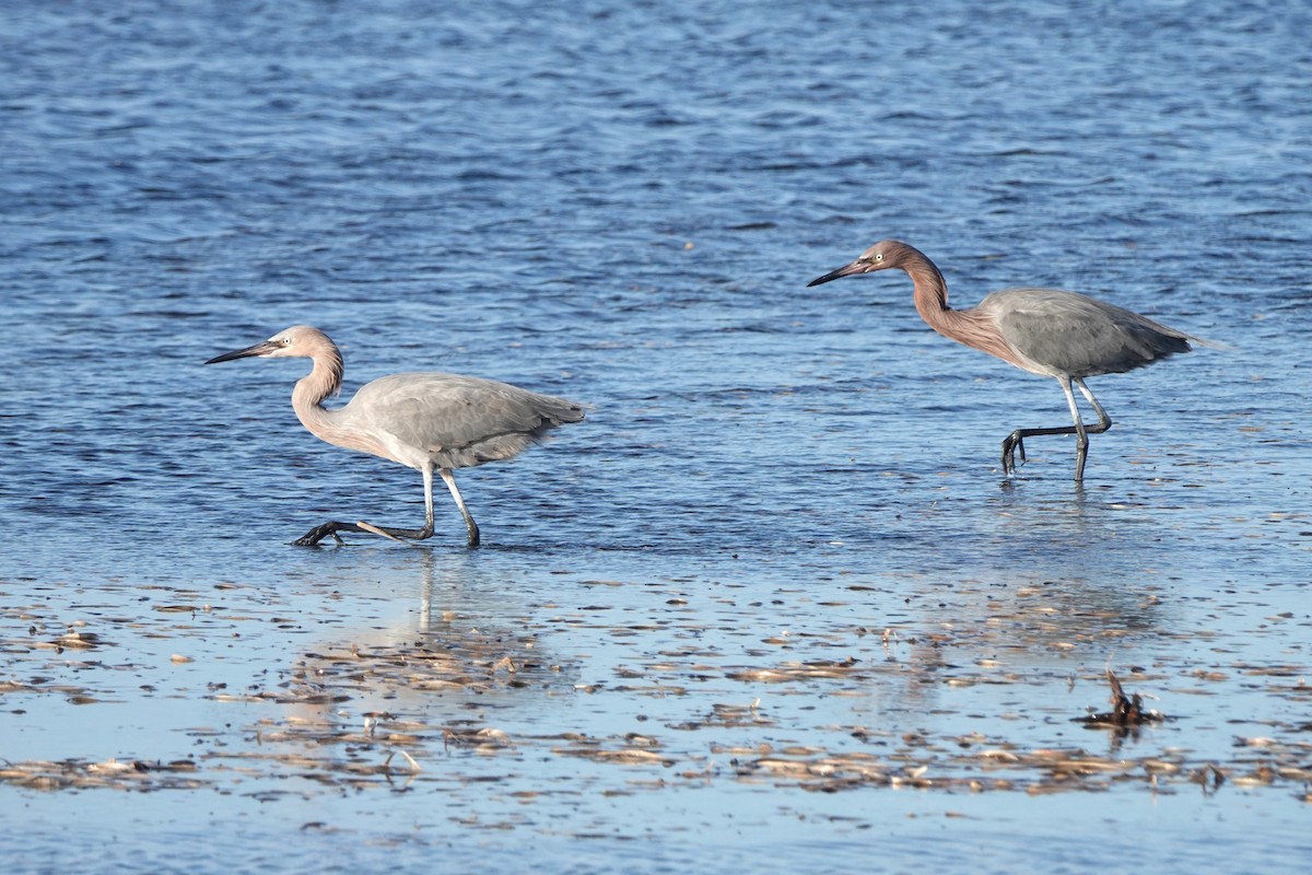 Reddish Egret - ML614749864