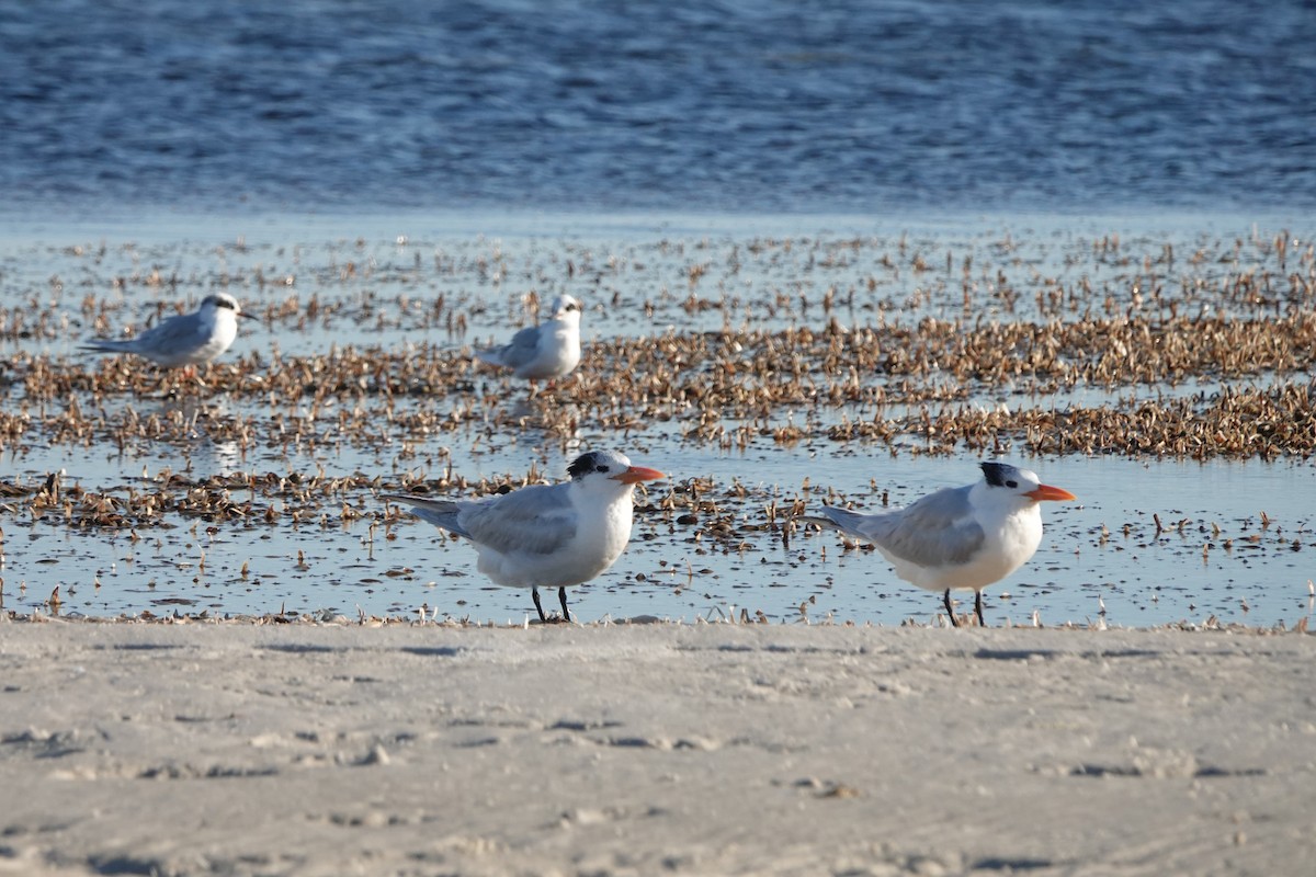 Royal Tern - ML614749883