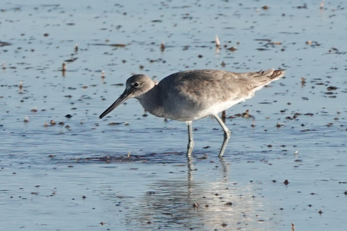 Willet - ML614749915