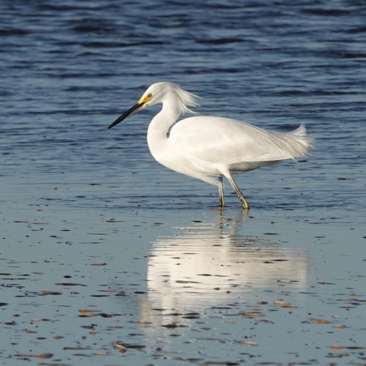 Snowy Egret - ML614749922