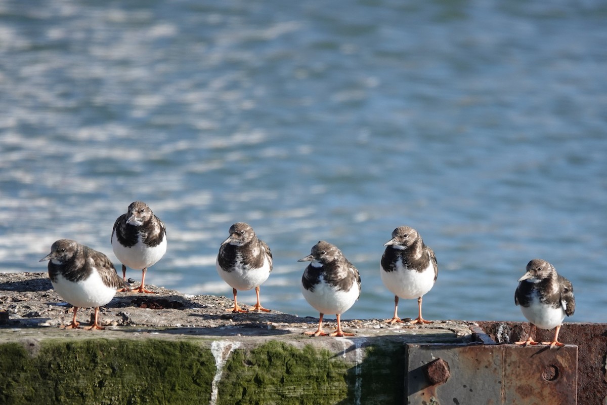 Ruddy Turnstone - ML614750197