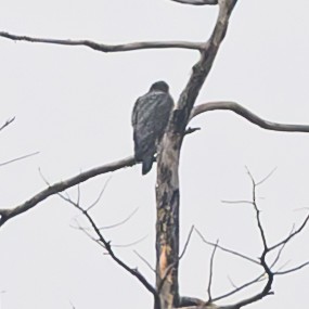 Faucon pèlerin - ML614750251