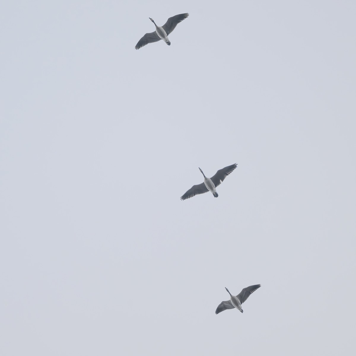 Bernache du Canada - ML614750262