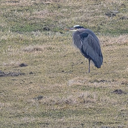 Grand Héron - ML614750286