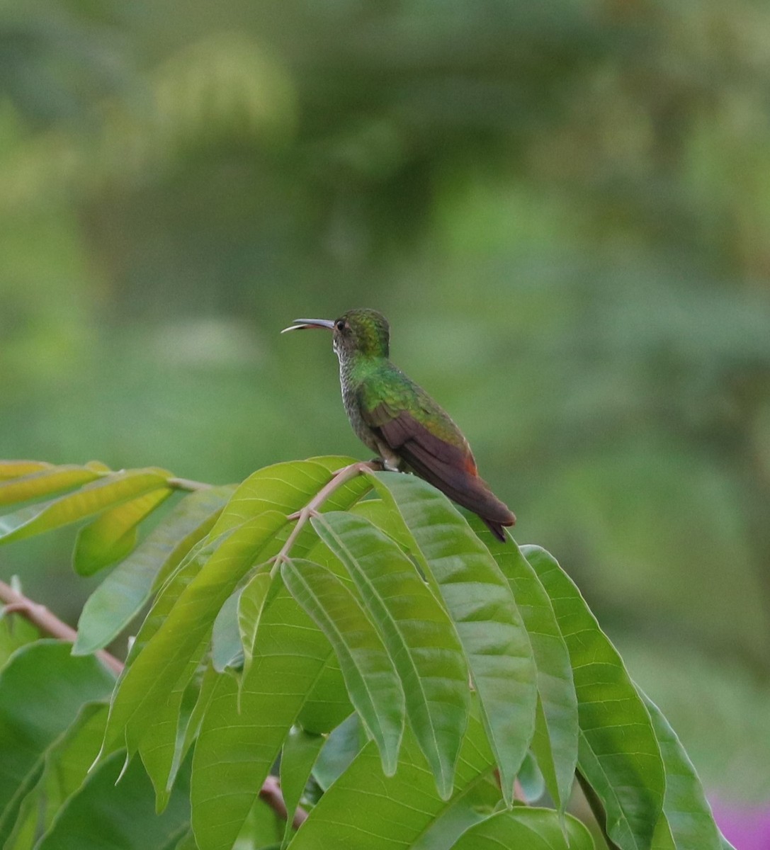 Rufous-tailed Hummingbird - ML614750326