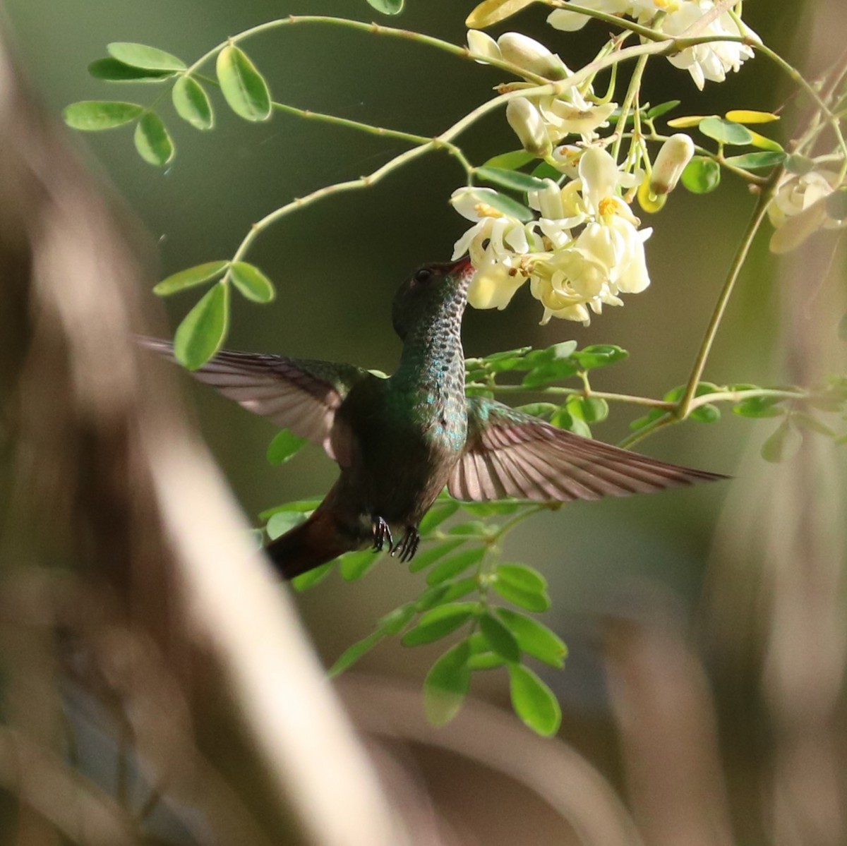 Rufous-tailed Hummingbird - ML614750327