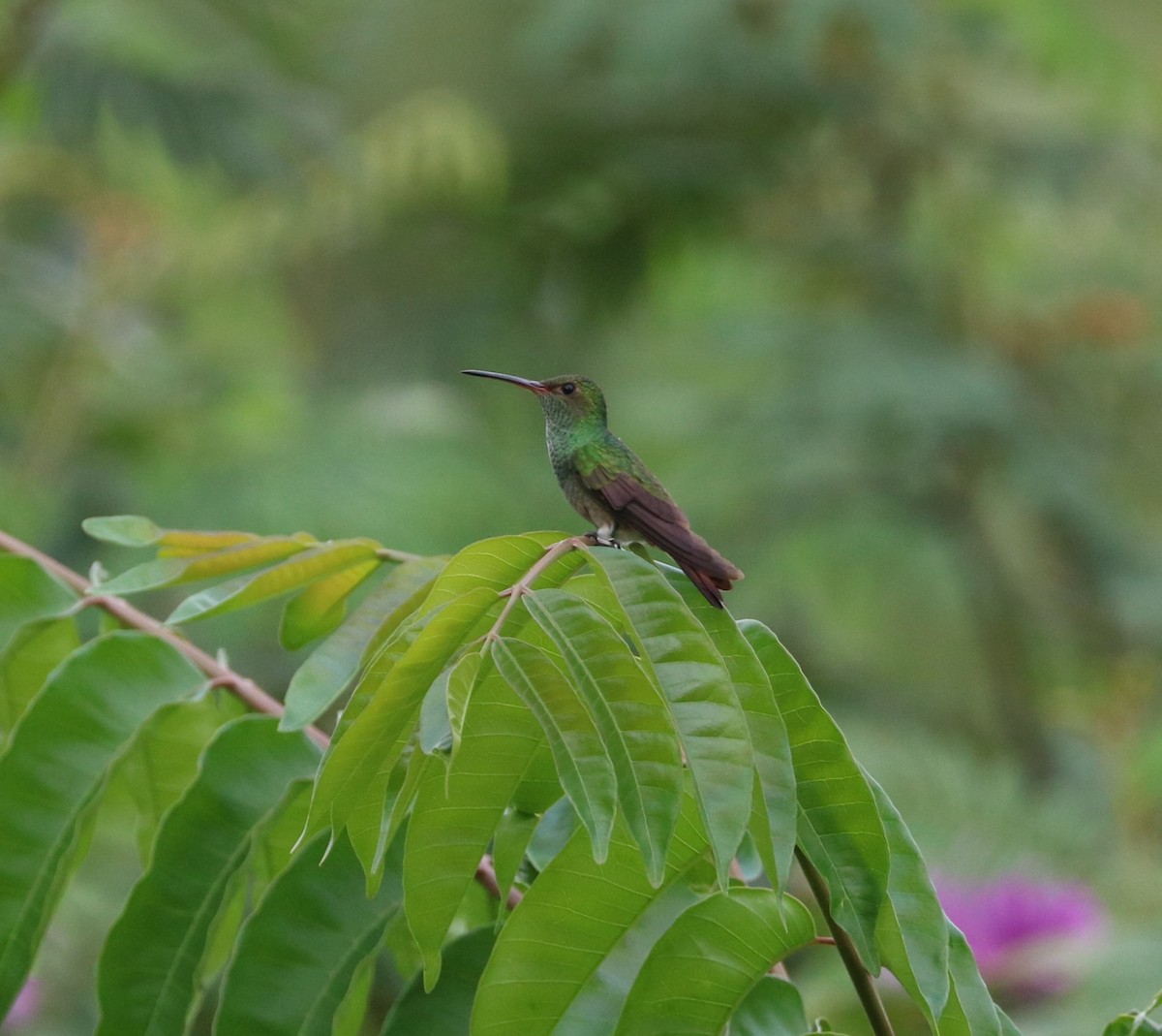 Rufous-tailed Hummingbird - ML614750328