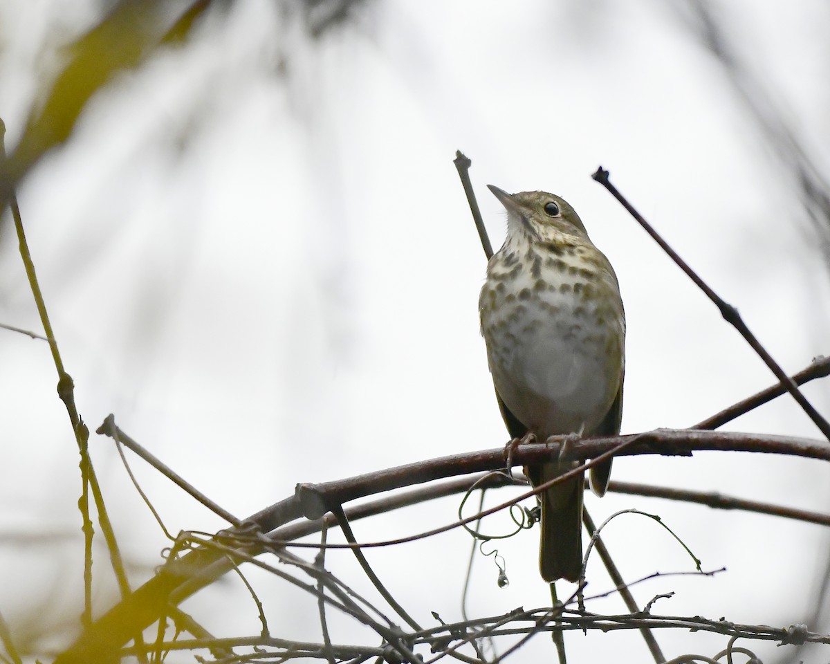 Hermit Thrush - ML614750373