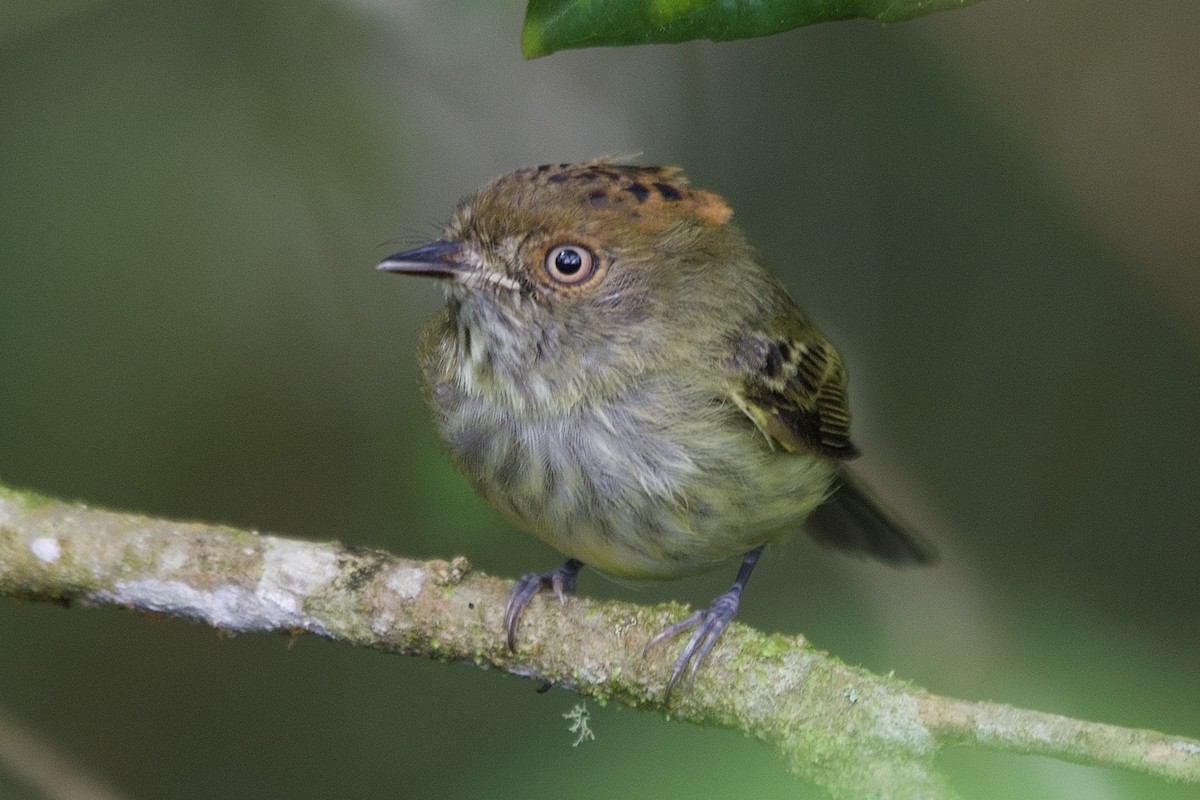 Scale-crested Pygmy-Tyrant - ML614750465