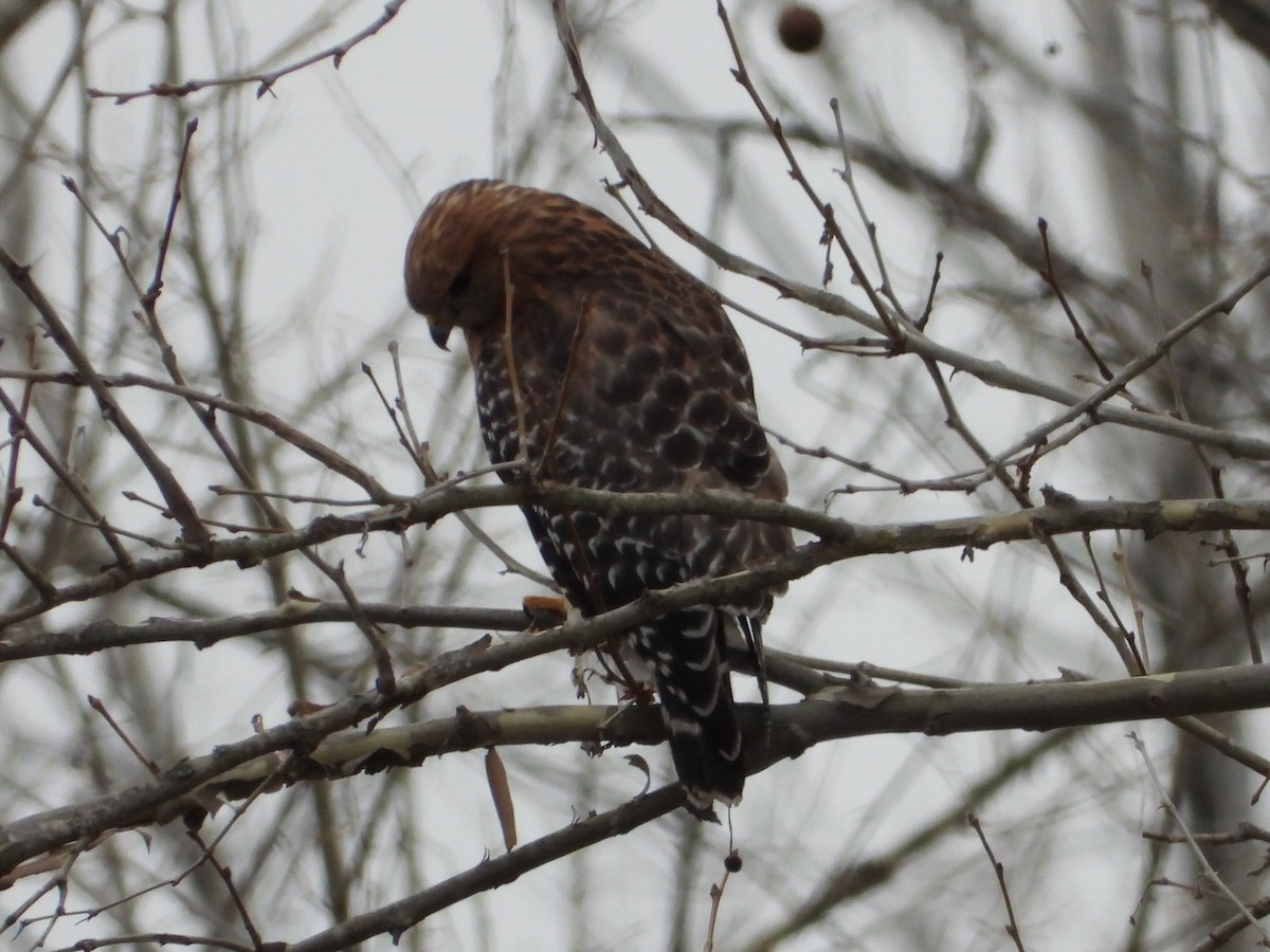 Red-shouldered Hawk - ML614750494