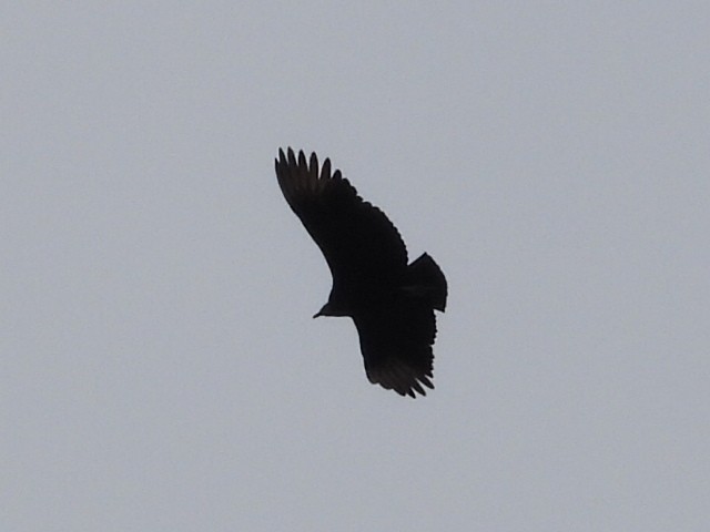 Black Vulture - ML614750503