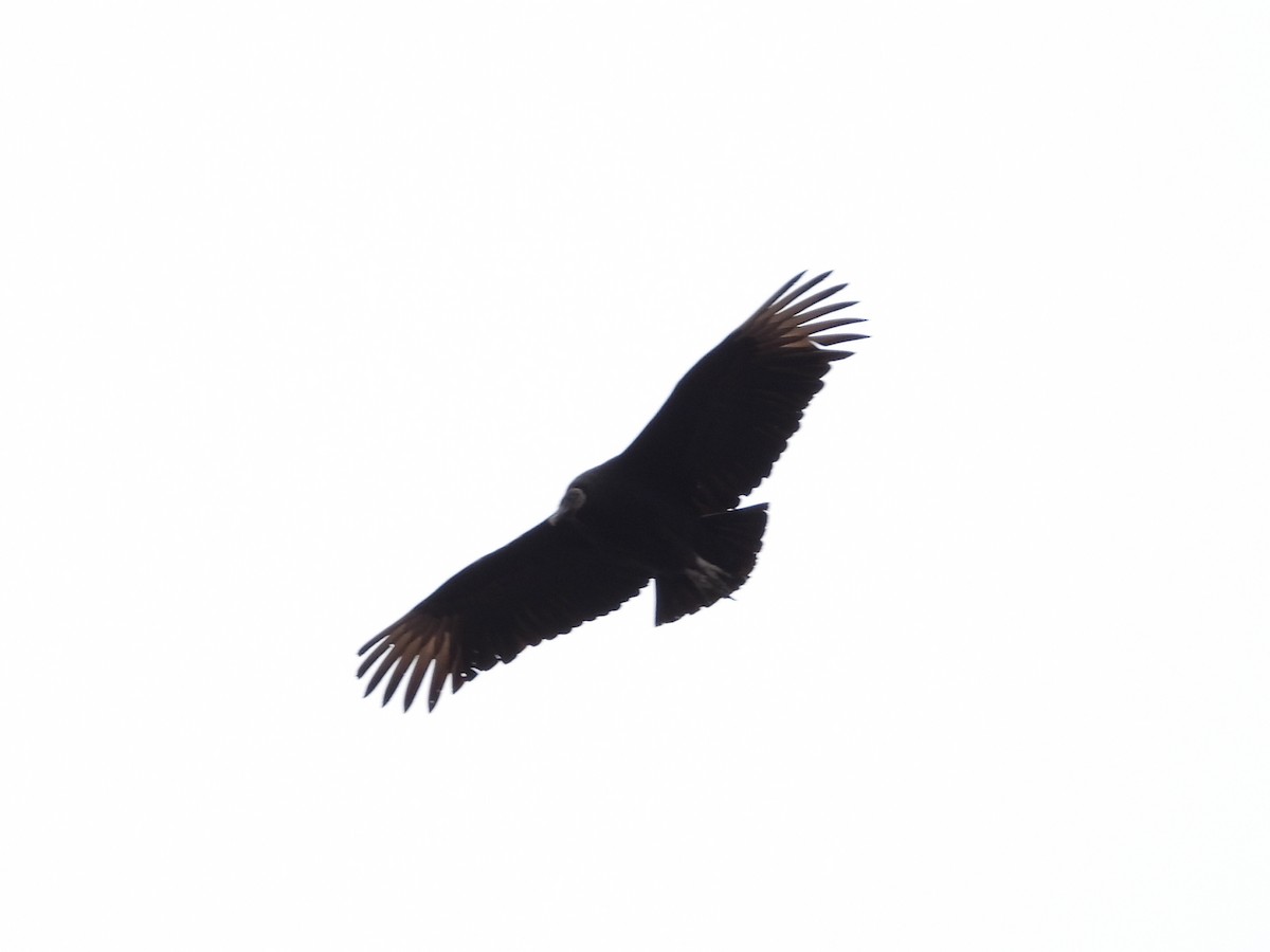 Black Vulture - ML614750505