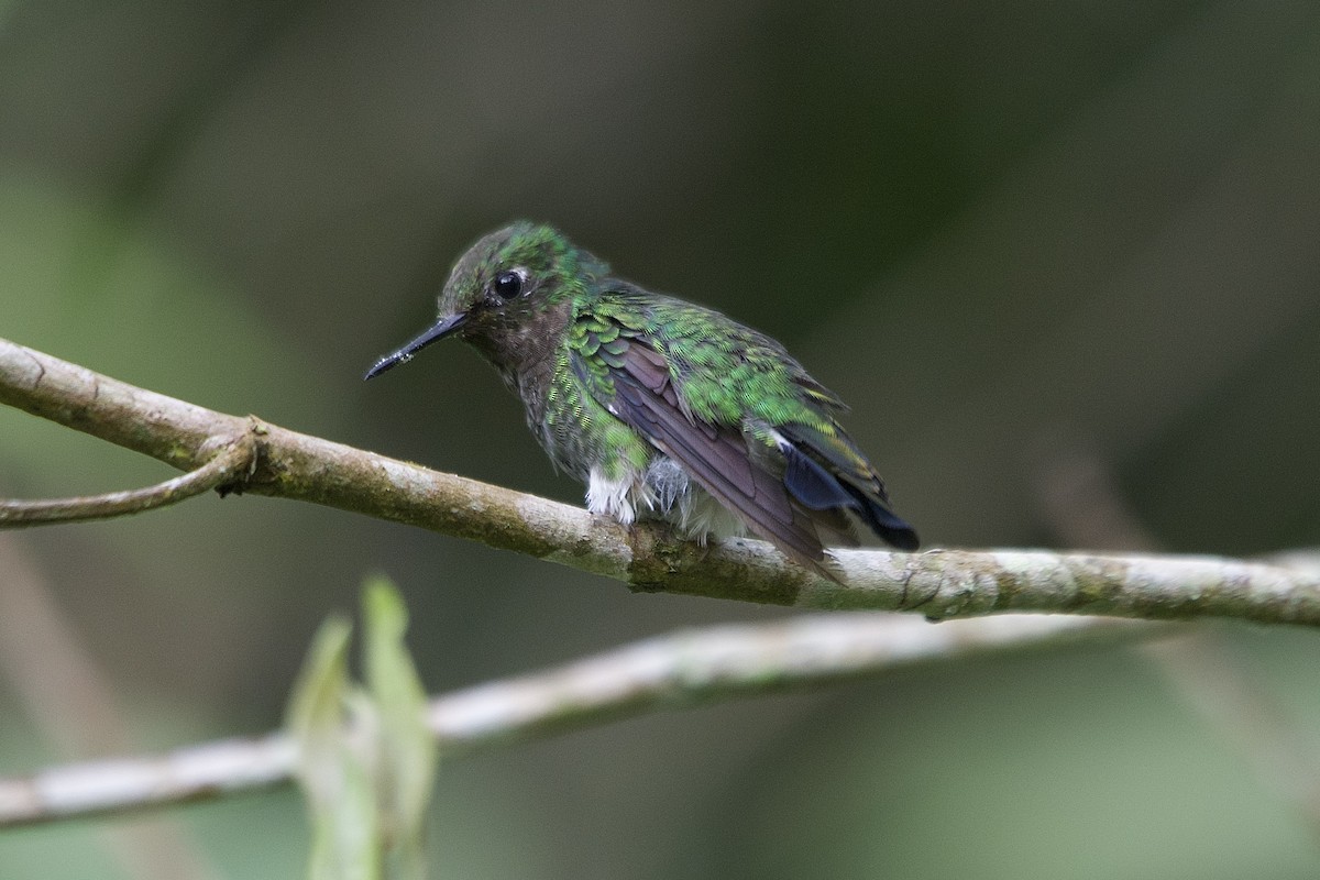 White-booted Racket-tail - ML614750567