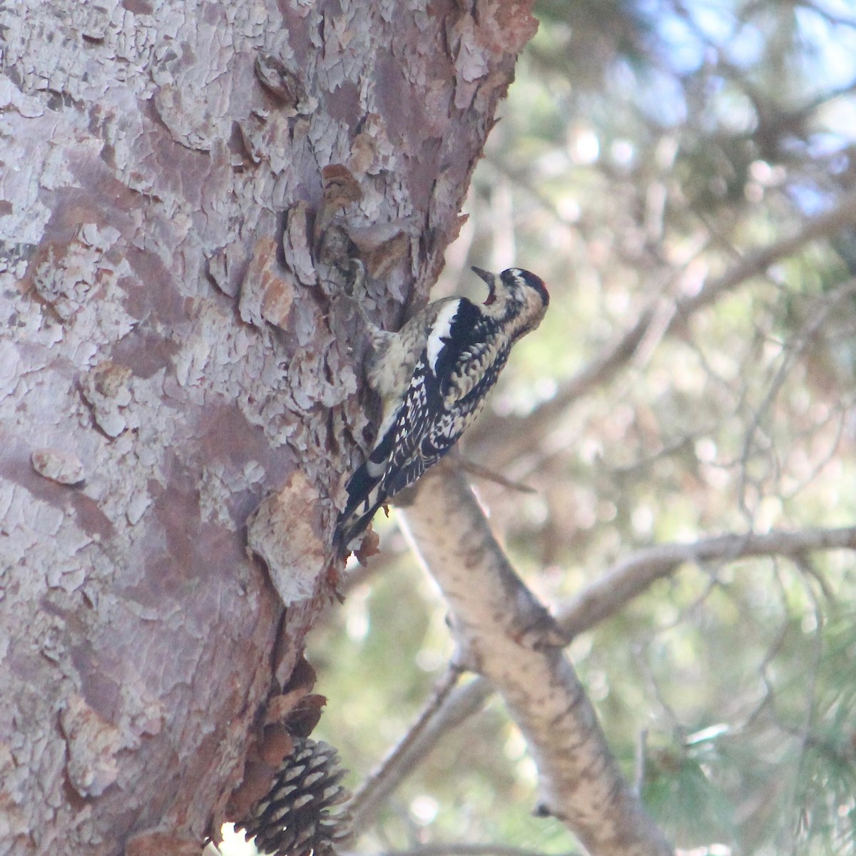 Yellow-bellied Sapsucker - Anonymous