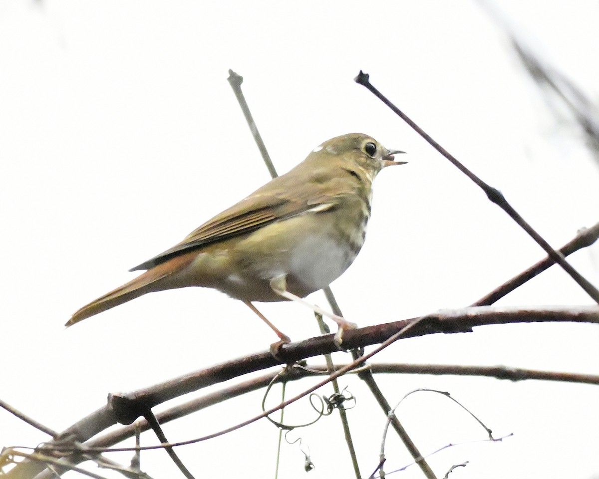 Hermit Thrush - ML614750596