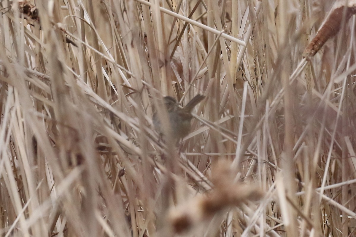 Swamp Sparrow - ML614750625