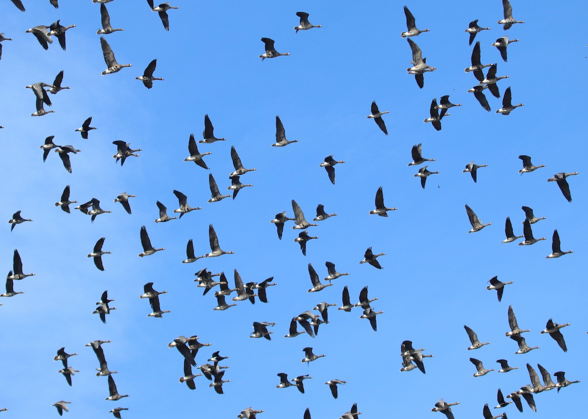 Greater White-fronted Goose - ML614750648