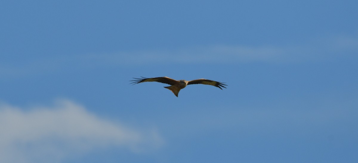 Red Kite - ML614750676