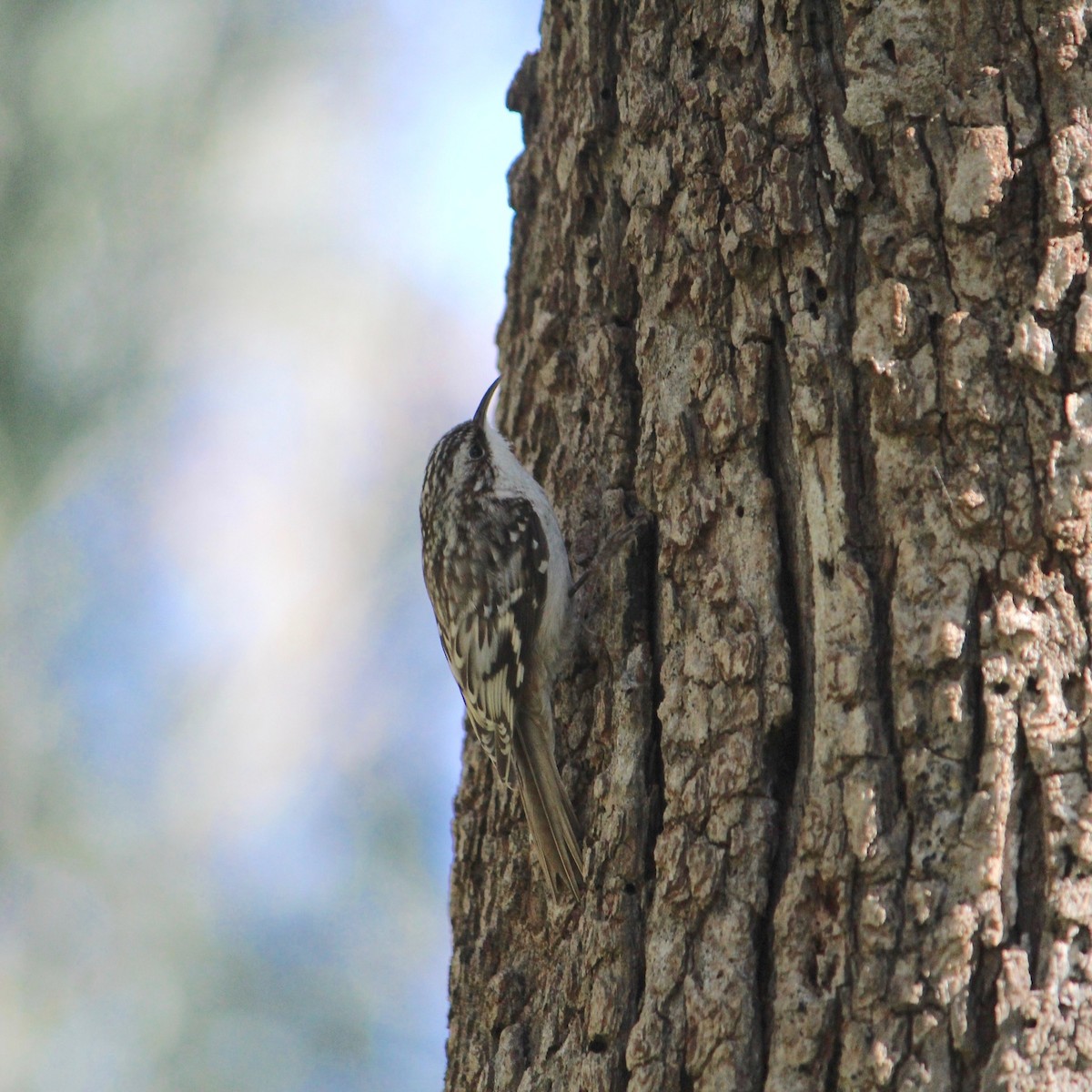 Brown Creeper - Anonymous