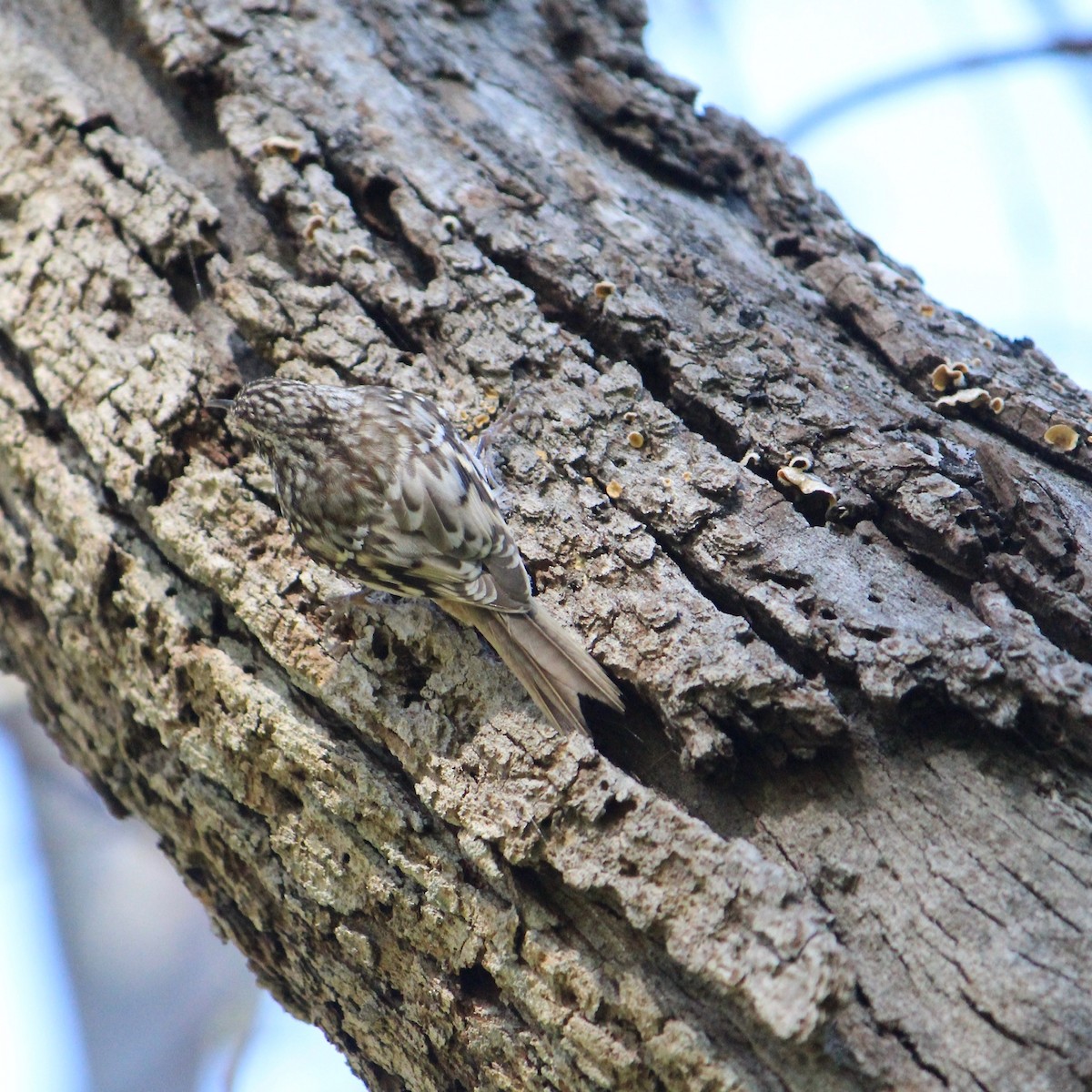 Brown Creeper - Anonymous