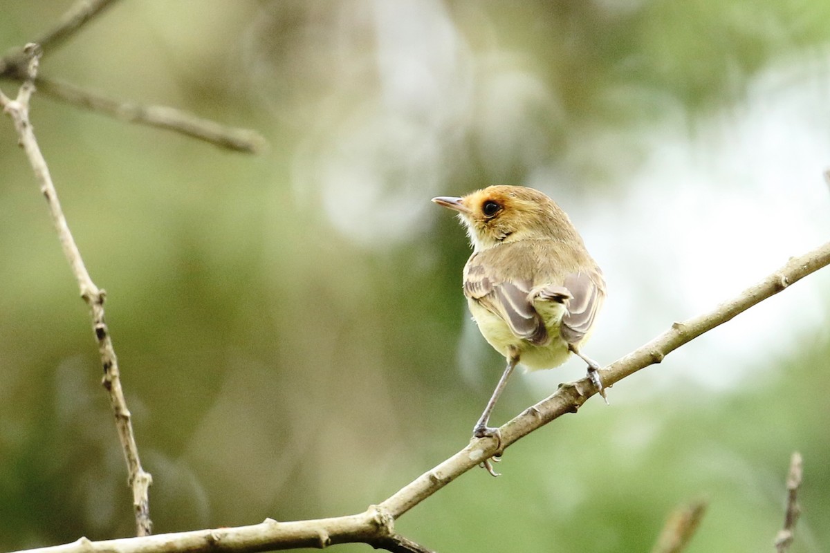 Fulvous-faced Scrub-Tyrant - ML614750694