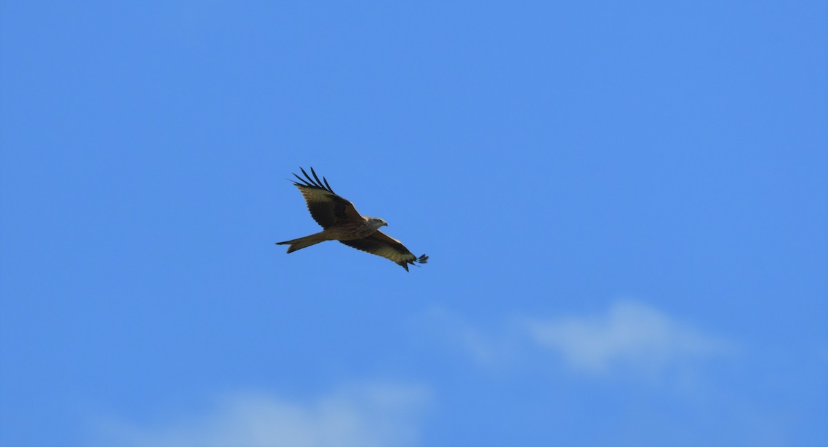 Red Kite - ML614750710