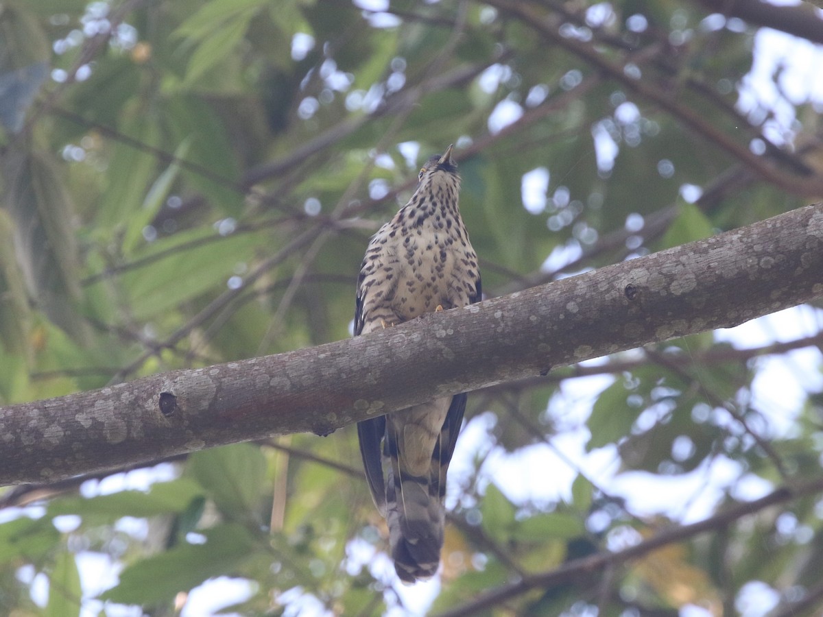 Large Hawk-Cuckoo - ML614750774