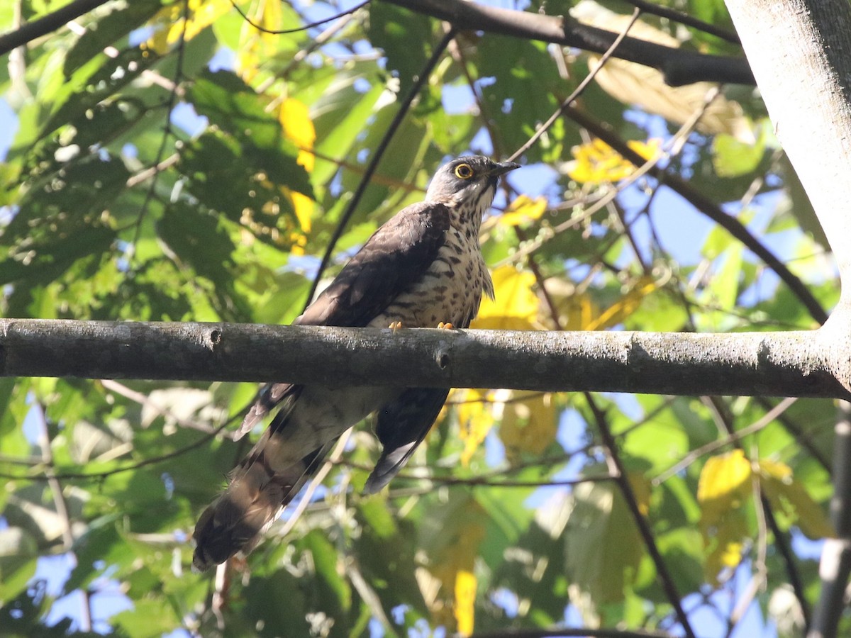 Large Hawk-Cuckoo - ML614750776